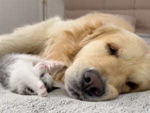 「遊んでニャ！」vs「眠いワン…」お昼寝したい犬さんを邪魔する子猫