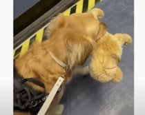 ぬいぐるみを飛行機に乗せたい子犬さん。旅に行くならこの子も一緒♪