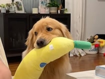 【特大バナナでお誘い】「遊んでくれるまで待ってるワン」健気な犬さんが可愛い