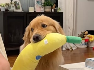 【特大バナナでお誘い】「遊んでくれるまで待ってるワン」健気な犬さんが可愛い