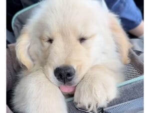 揺れが心地よくて… 車に乗るとどうしても爆睡しちゃう子犬さん