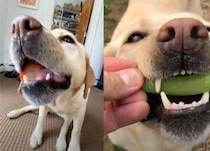 ポリポリ、サクサク！ クセになる犬さんのASMR