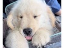 揺れが心地よくて… 車に乗るとどうしても爆睡しちゃう子犬さん