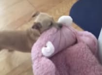 天気がいいから外で寝ようよ！ベッドを庭に運びたい犬さんだけど…