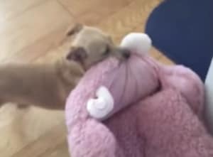 天気がいいから外で寝ようよ！ベッドを庭に運びたい犬さんだけど…