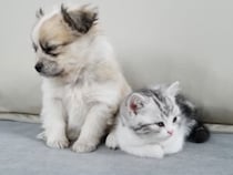 「本当は寝たいんだけどなぁ」眠気に耐えて子猫と遊んであげる、優しすぎる子犬さん