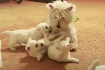 子犬たちの遊び相手は大変！でもすごく幸せそうな親子