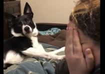 愛犬の前で泣いてるフリしたら、優しいリアクションが