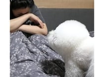 うっかり飼い主さんを噛んでしまった！ その時、愛犬はどんな反応をみせるかな？