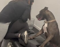 折れてないよね…？ ボキボキ整体中の飼い主を心配する犬