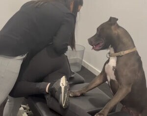 折れてないよね…？ ボキボキ整体中の飼い主を心配する犬
