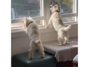 小さいけれど頼もしい番犬！ いいコンビの犬さんたち