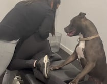 折れてないよね…？ ボキボキ整体中の飼い主を心配する犬