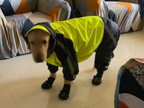 【雨でも諦めない！】レインコートを着てでも散歩に行きたい犬さん