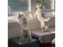 小さいけれど頼もしい番犬！ いいコンビの犬さんたち