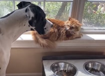 ゴハンを食べたいだけの犬。猫に日向ぼっこの場所を奪いに来たと勘違いされちゃって…