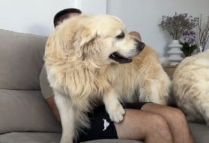 もう大きくなったけど、子犬気分で膝の上に座りたいゴールデン。