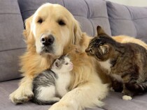 「みんな仲良くしてねー」猫のケンカを仲裁してくれる犬さん