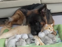大型犬が子猫を寝かしつけ！？ 母猫も信頼するほどの子守り上手