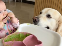 見守りのフリをしておねだり？ 離乳食に初挑戦中の赤ちゃんと、隙を狙う食いしん坊な犬さん