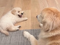 「なんで来たの」から「どこへ行くにも一緒」の存在に。ゴールデンレトリバーさんと子犬さん