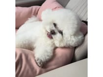 なでなで、こちょこちょされると大喜び♡ 反応が可愛すぎる犬さん