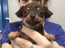 にっこりいい笑顔♪  表情が可愛すぎる子犬さん。