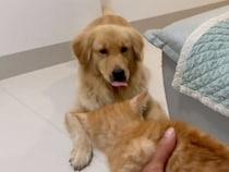 子猫さんに「シャー！」と威嚇されたゴールデンレトリバーさん、それでも優しく接していると…