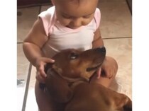 膝まくらをしてほしい犬さん、上目遣いで赤ちゃんを見る表情がかわいすぎ！