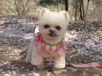お花見に来たポメラニアンさん、桜の花びらが気になって仕方ない！