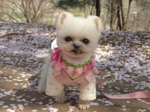 お花見に来たポメラニアンさん、桜の花びらが気になって仕方ない！
