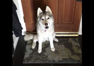 「お仕事なんて行かないで！」可愛くて困る犬さんのお願い。