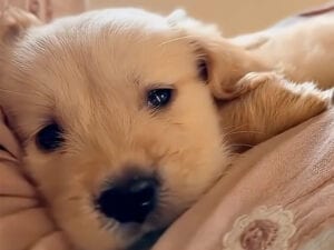 キラキラした瞳でカメラを見つめるゴールデンレトリバーの子犬さんが、反則級にかわいい