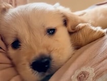 キラキラした瞳でカメラを見つめるゴールデンレトリバーの子犬さんが、反則級にかわいい