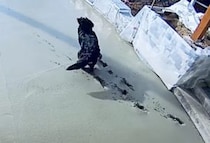 足跡が〜！ 塗りたてコンクリートの上を元気よく走り回る犬