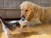 子猫さんが全力で飛びかかってきても、ずっと伏せている犬さんの優しさにほっこり♡