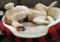 首痛くないの？ 体をくねっと「J」の字になって眠る犬さん