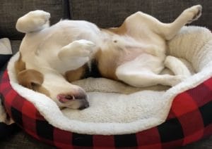 首痛くないの？ 体をくねっと「J」の字になって眠る犬さん