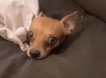 トンネル開通しました！ ソファに穴を開けちゃったワンコ