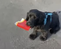 犬「今日もこんなに落ちてるよ〜」毎日散歩の時にゴミ拾い！