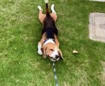 歩くよりこっちの方が楽しい〜♪ 芝生で新しい遊びを覚えたビーグル犬