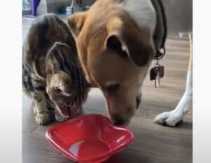 「猫さん飲んで良いよ？」「犬さんもどうぞ〜」仲良くミルクをシェアする犬と猫