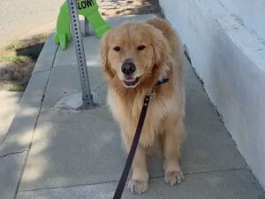 お散歩拒否モードの犬さん、飼い主さんの「ある一言」でお尻が一気に軽くなった！