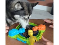 家族でボードゲームをはじめようとしたら、犬さんがルール無用で参戦してきた！