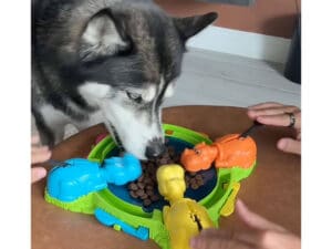 家族でボードゲームをはじめようとしたら、犬さんがルール無用で参戦してきた！