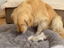 ゴールデンレトリバーさんのベッドを子猫さんに取られた！ 怒るかと思ったら、その後の行動がかわいすぎた