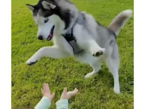 「もう走れる？まだ？」赤ちゃんが歩きはじめたら、シベリアンハスキーさんのテンションが爆発した