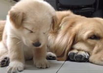 睡魔と戦う子犬とそれを見守る大きな犬さん。どっちもウトウト眠そうな表情が可愛い