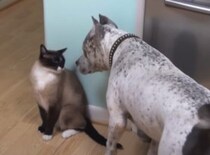 これでもくらえ〜っ！猫パンチにおならで応戦するワンコ(笑)