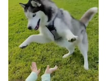 「もう走れる？まだ？」赤ちゃんが歩きはじめたら、シベリアンハスキーさんのテンションが爆発した